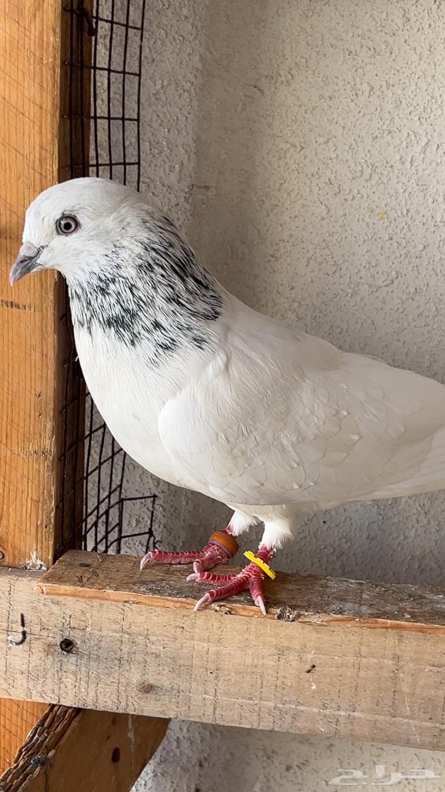 باكستاني موتيا64378847677185113