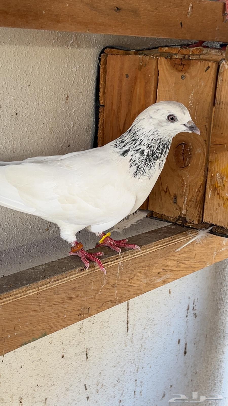 باكستاني موتيا64378847677185110