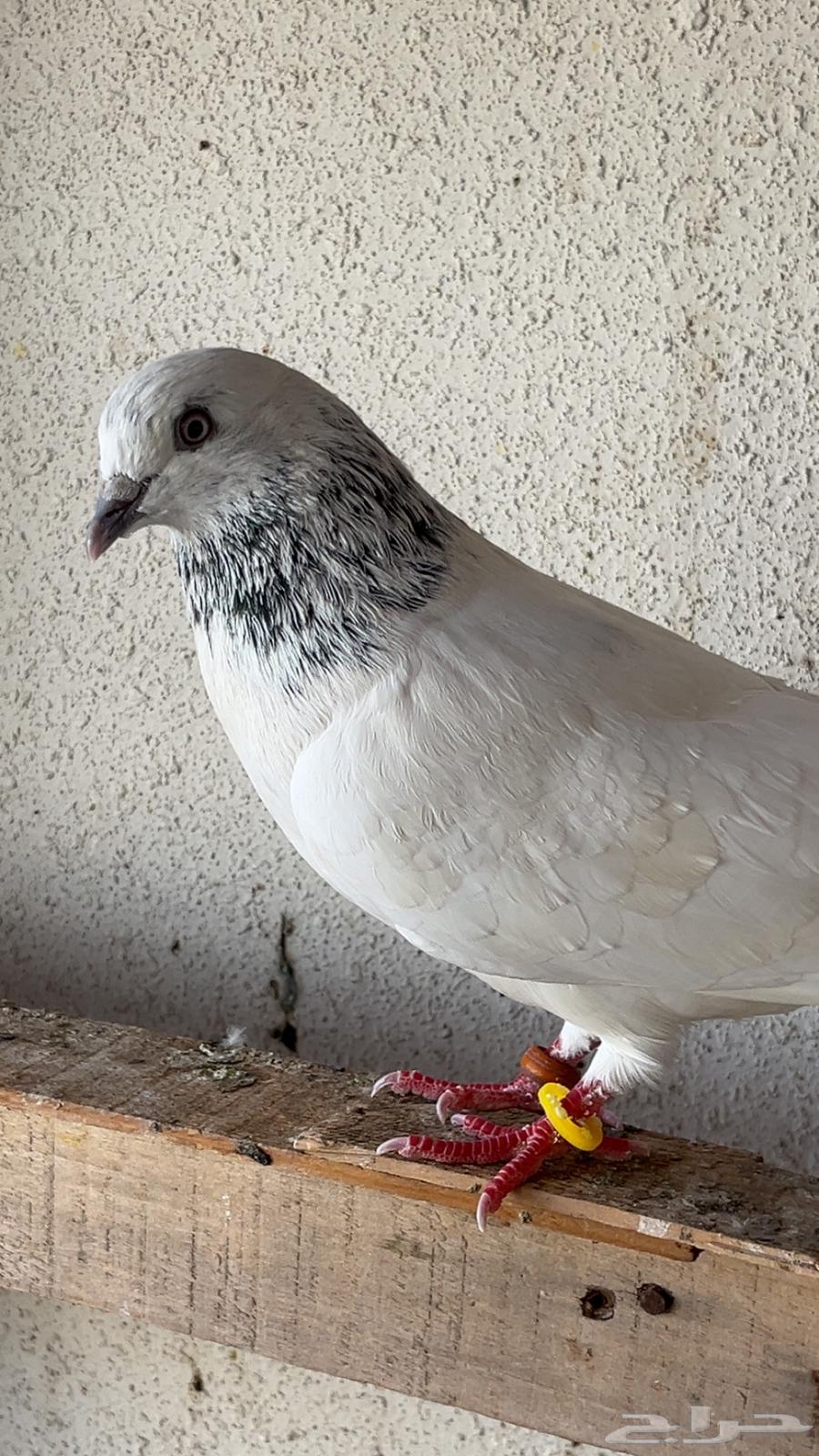 باكستاني موتيا64378847677185114