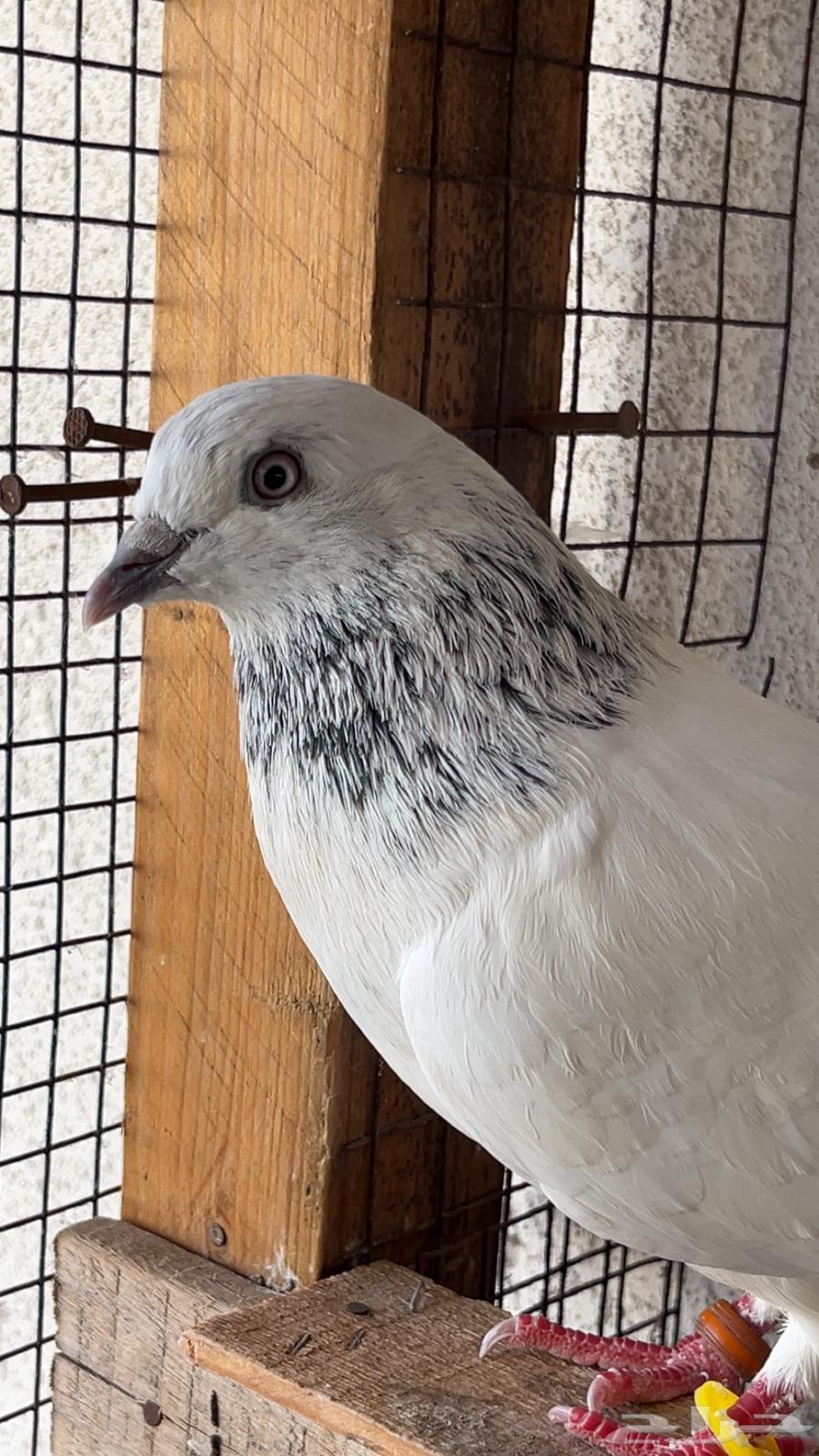 باكستاني موتيا64378847677185112