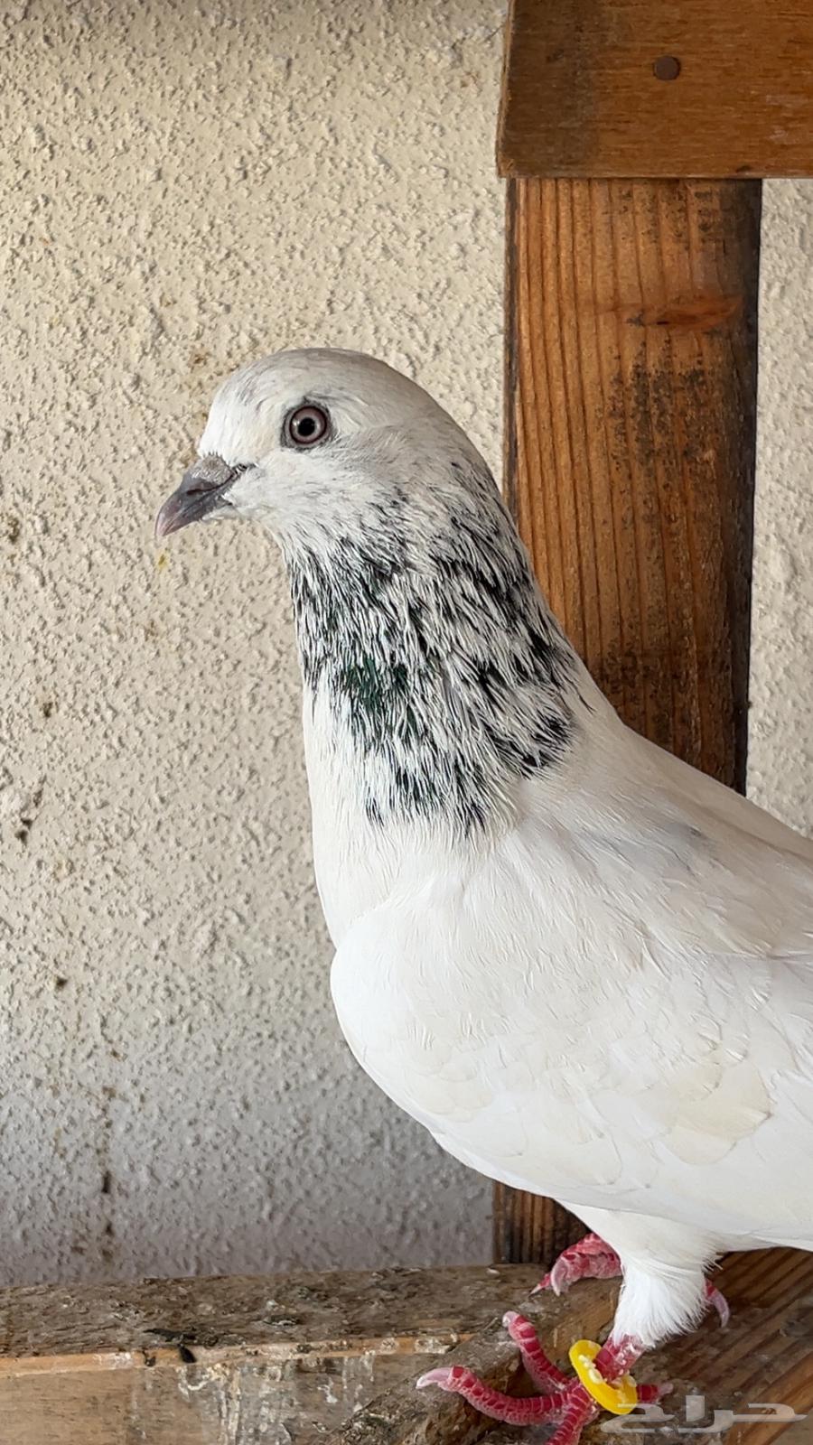 باكستاني موتيا64378847677185111