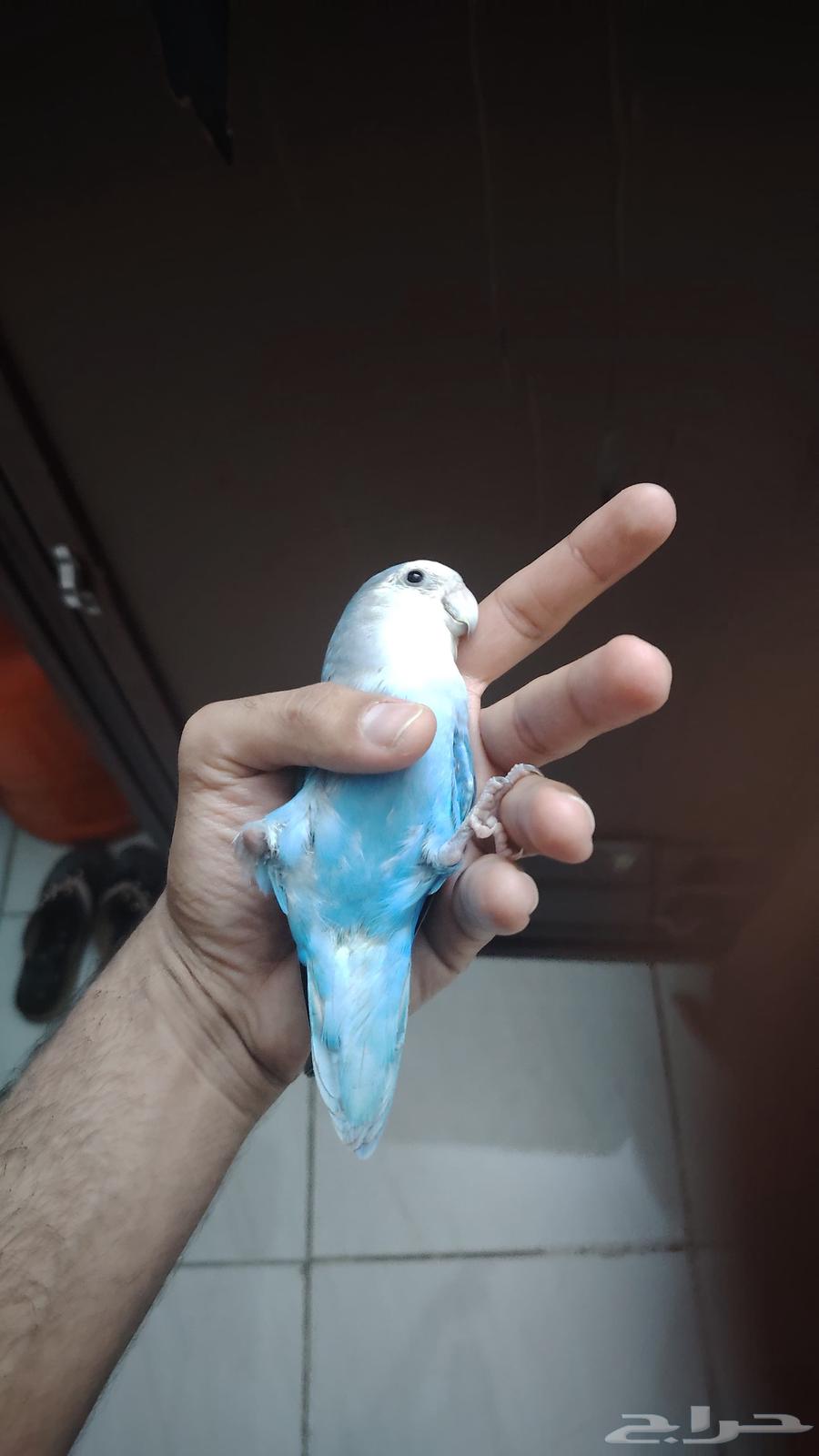 روز اليف و هدد نشبه64389182963969112