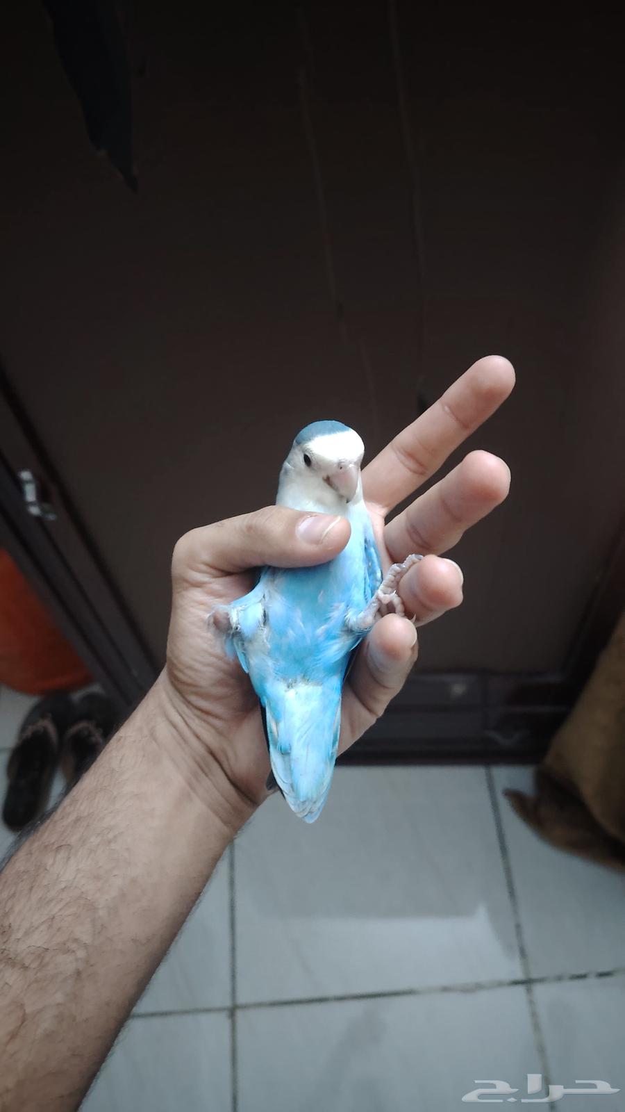 روز اليف و هدد نشبه64389182963969113