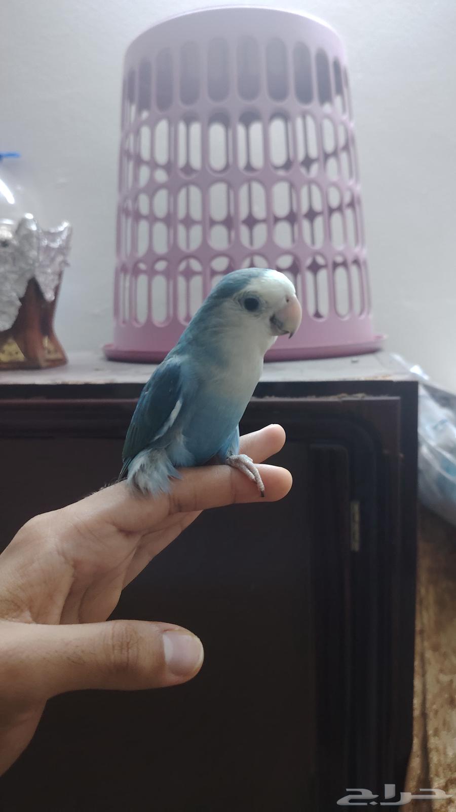 روز اليف و هدد نشبه64389182963969111