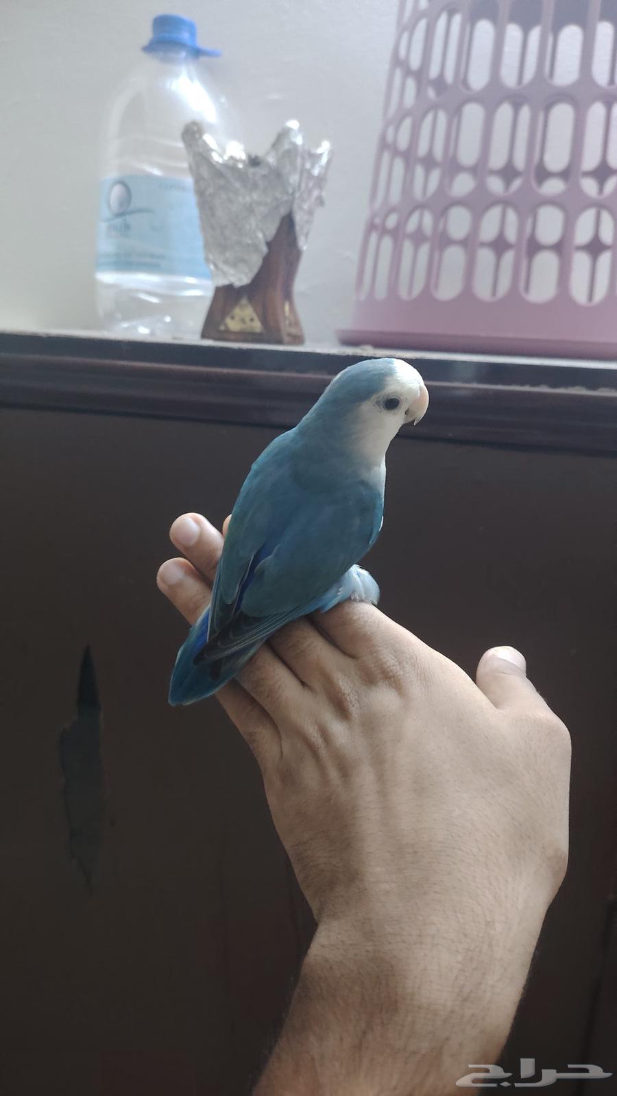 روز اليف و هدد نشبه64389182963969110