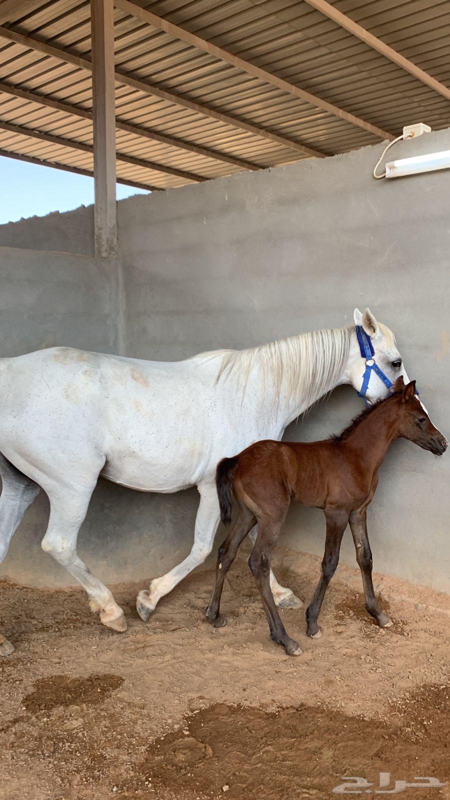 فرس مع مهره64389308518531113