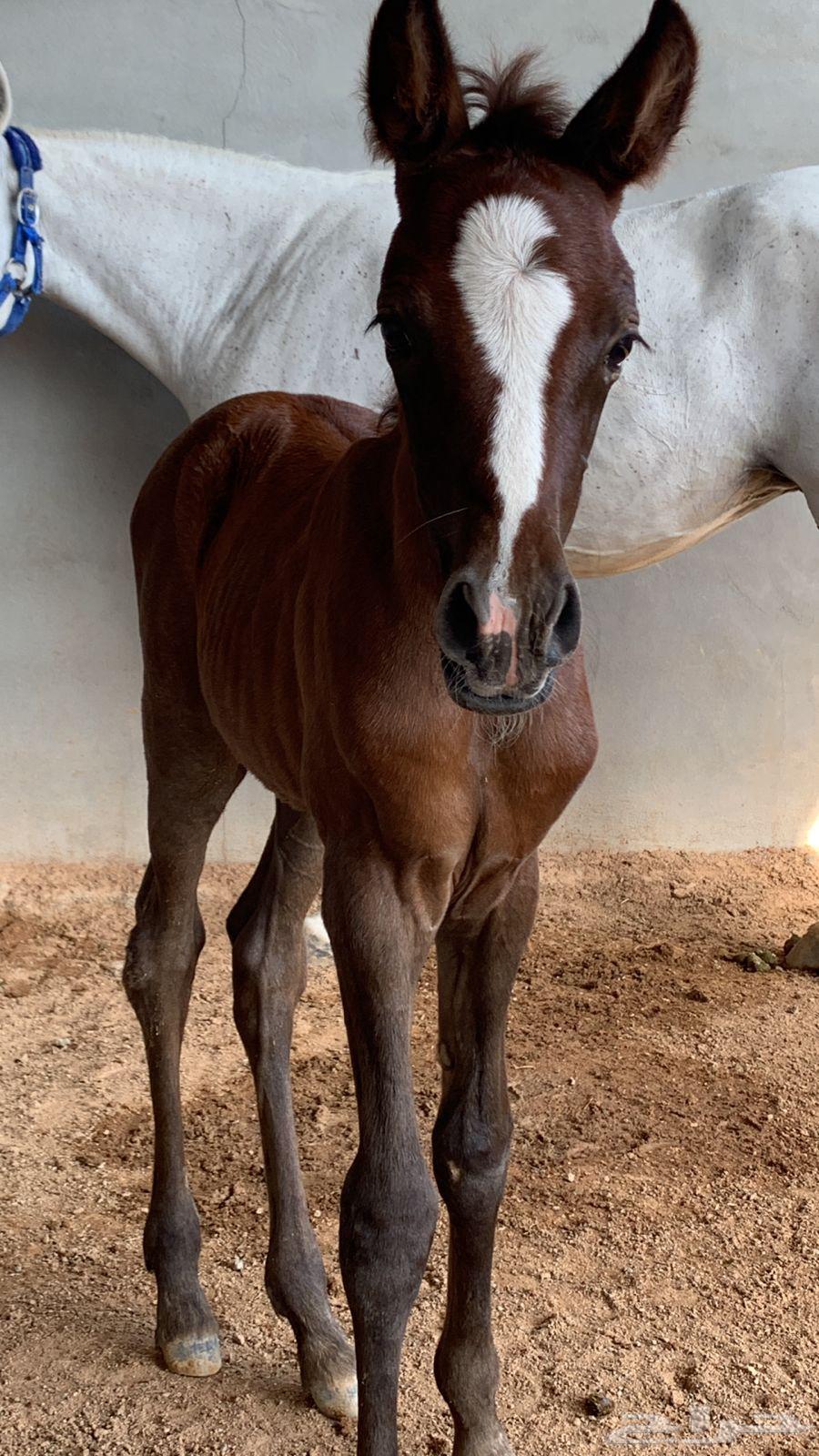 فرس مع مهره64389308518531112