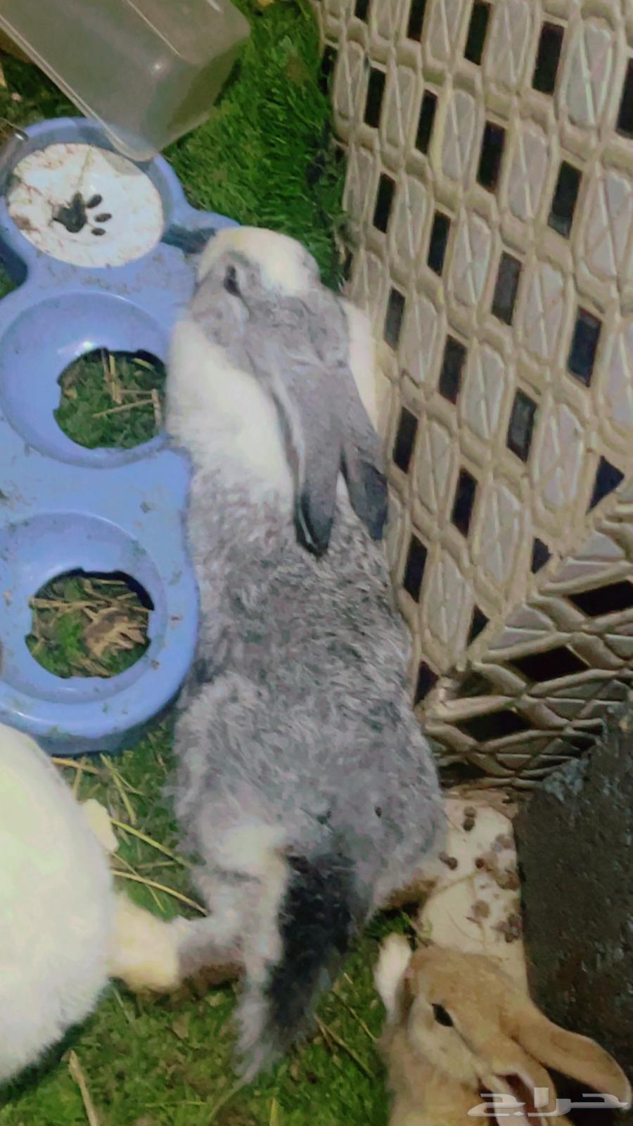 مجموعة ارانب للبيع64389433207043111