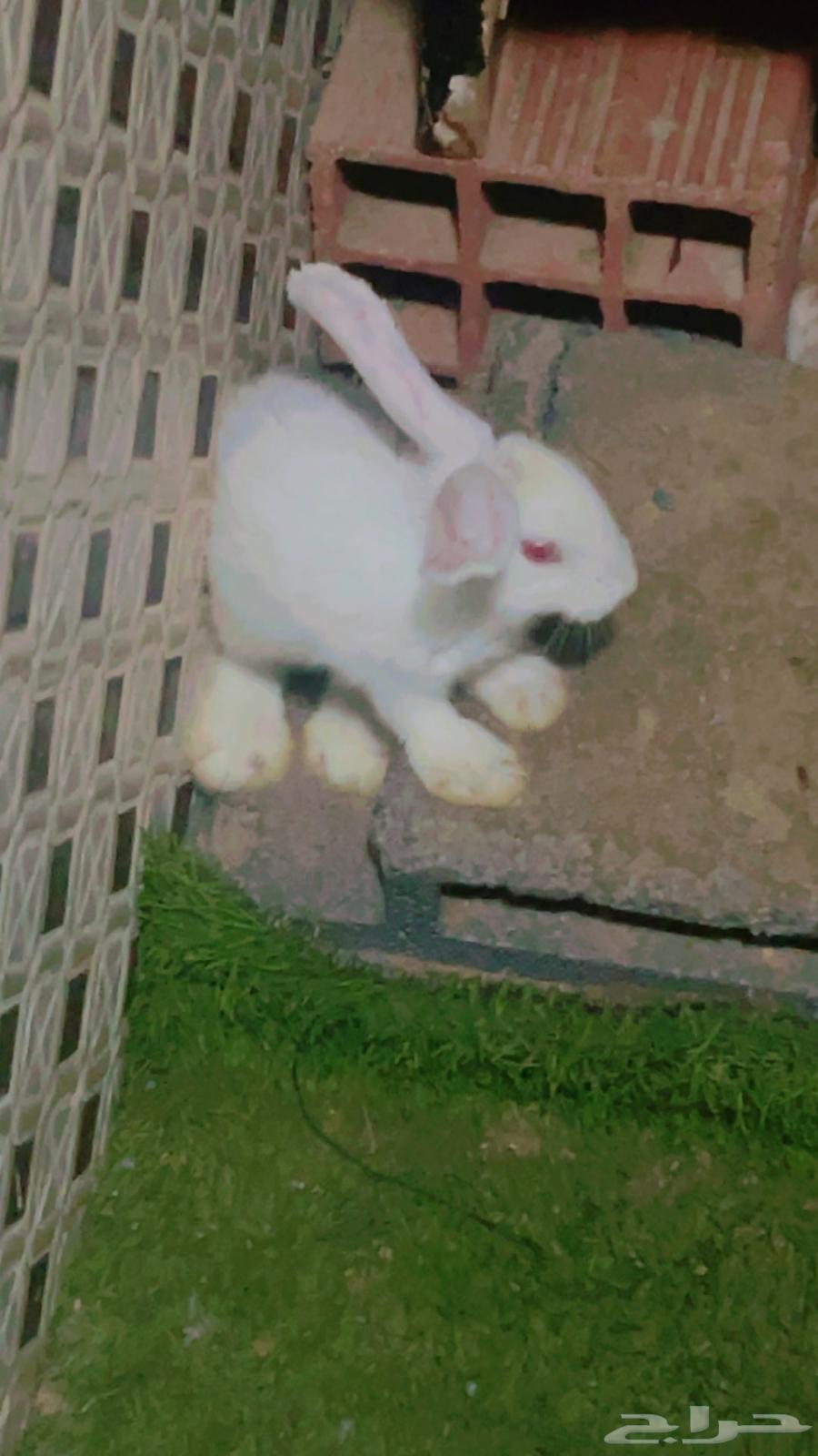 مجموعة ارانب للبيع64389433207043114