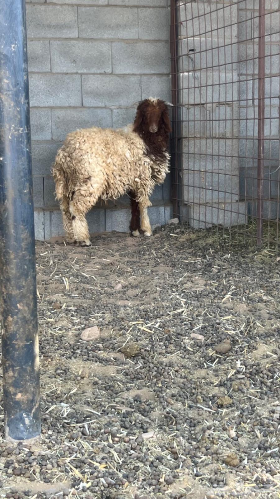 هرافى للبيع64389557812867111