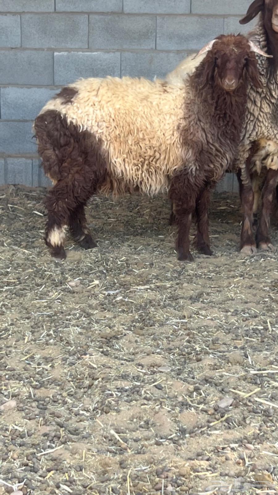 هرافى للبيع64389557812867110