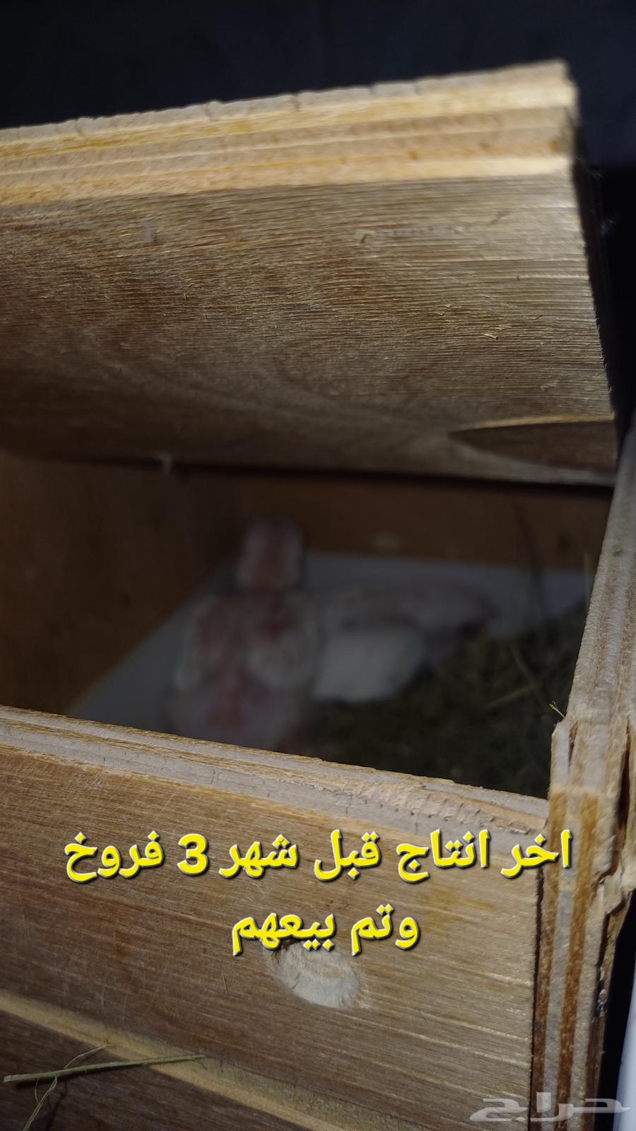 للبيع او البدل. زوج روز البينو مع البيض64389668034051111