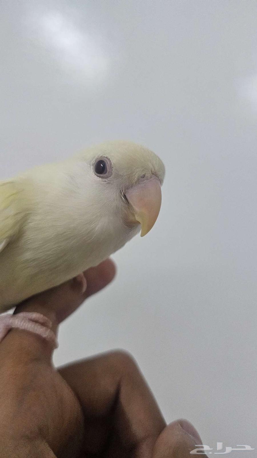 ببغاء الروز64390637484801111