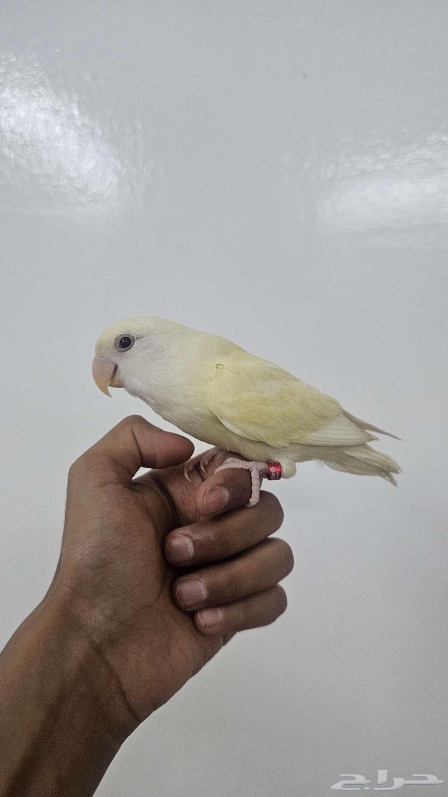 ببغاء الروز64390637484801110