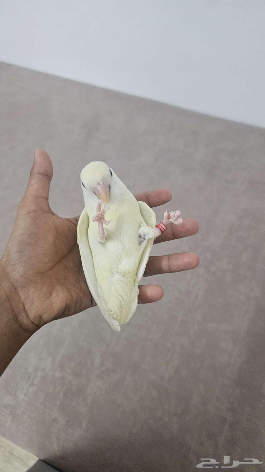 ببغاء الروز64390637484801112