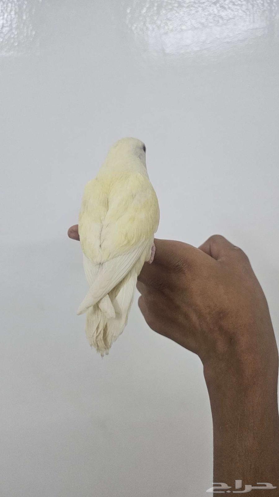 ببغاء الروز64390637484801113