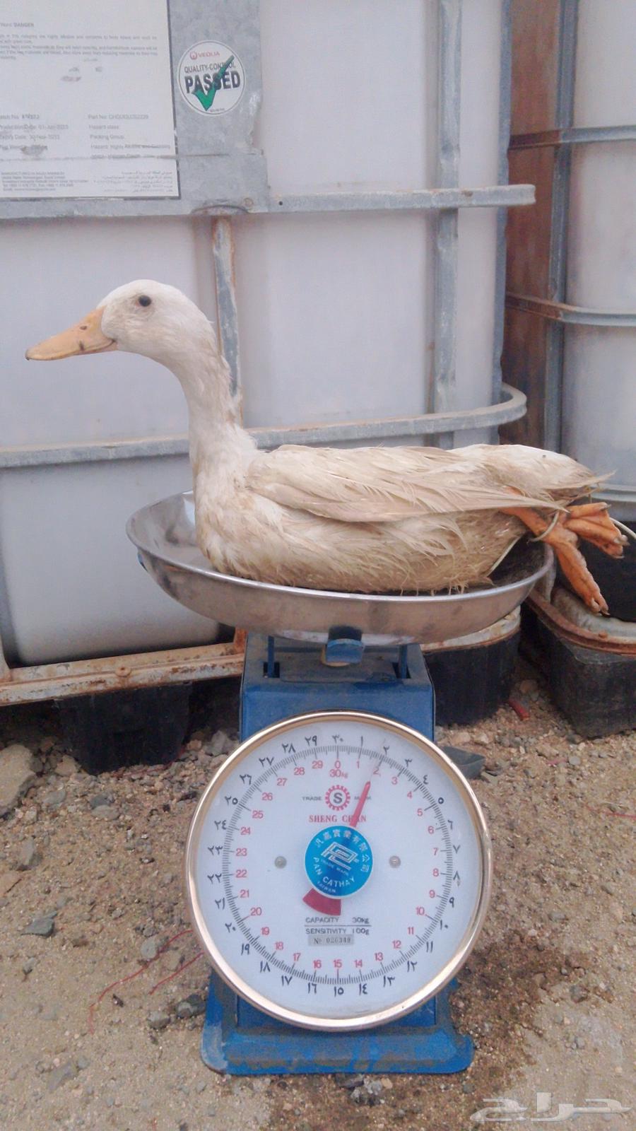 بط بكيني لاحم ذبح يومي مبرد64391078697602111