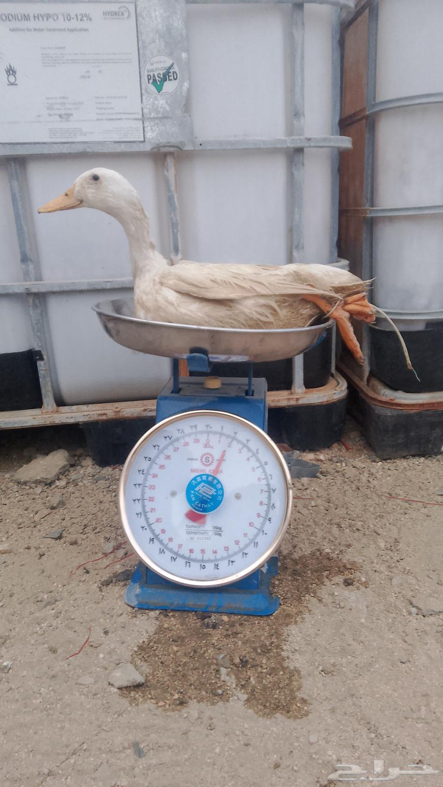 بط بكيني لاحم ذبح يومي مبرد64391078697602110