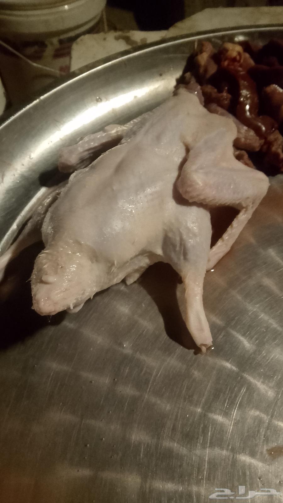 بط بكيني لاحم ذبح يومي مبرد64391078697602112