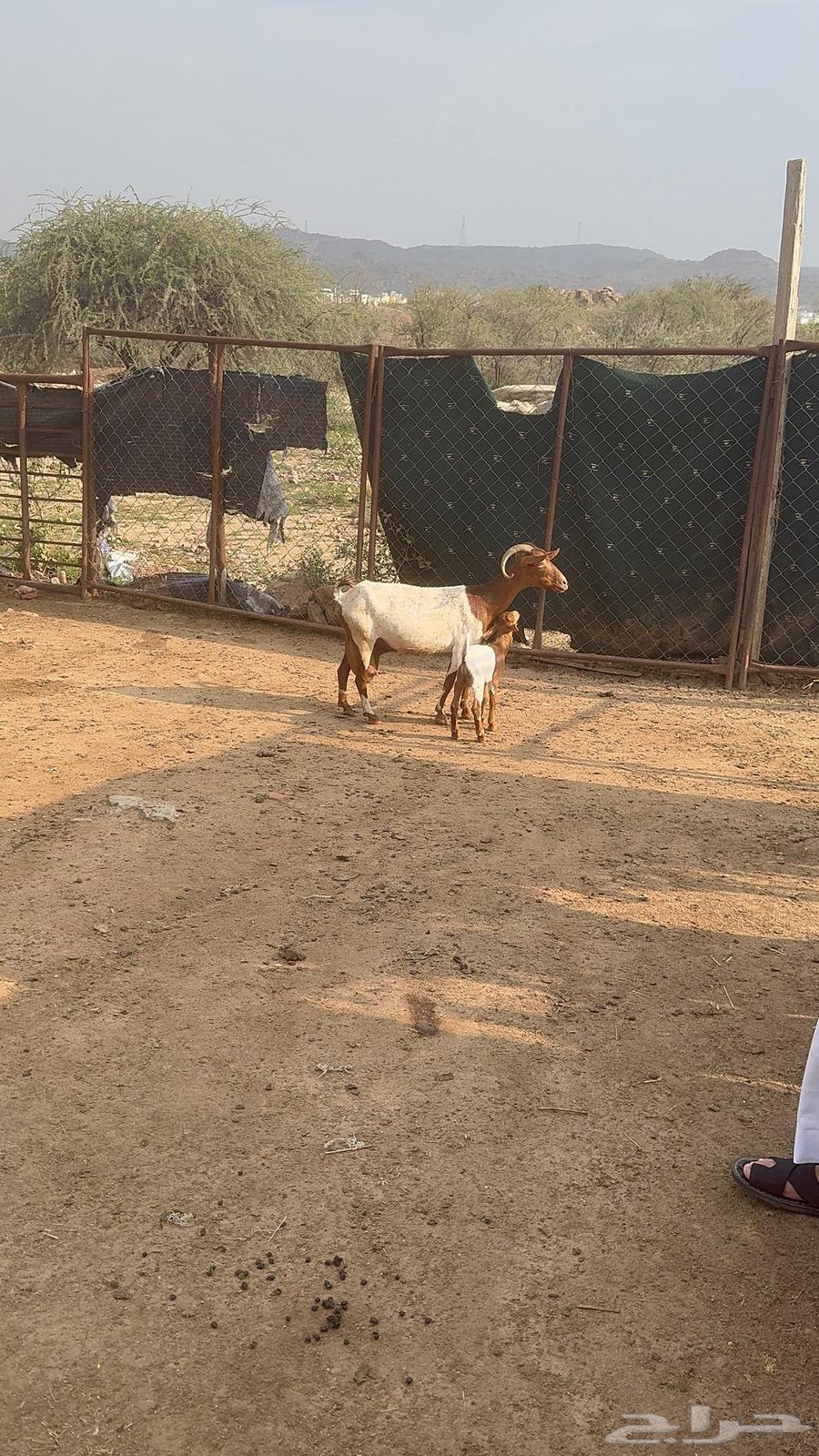 معزا متابيع64391838533634111