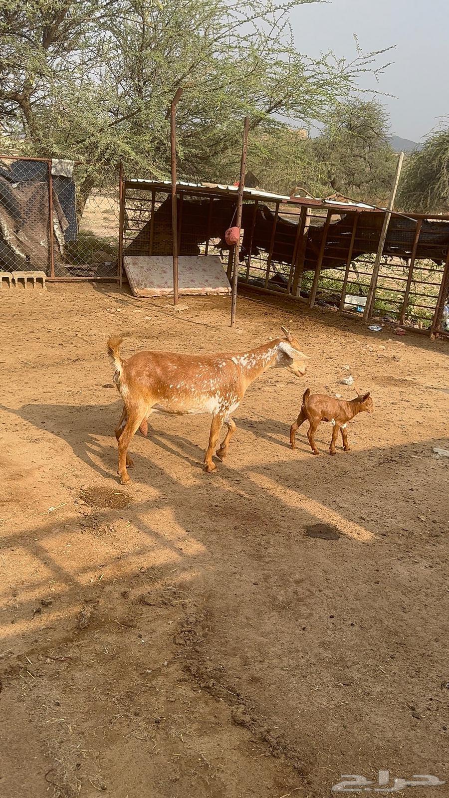 معزا متابيع64391838533634112