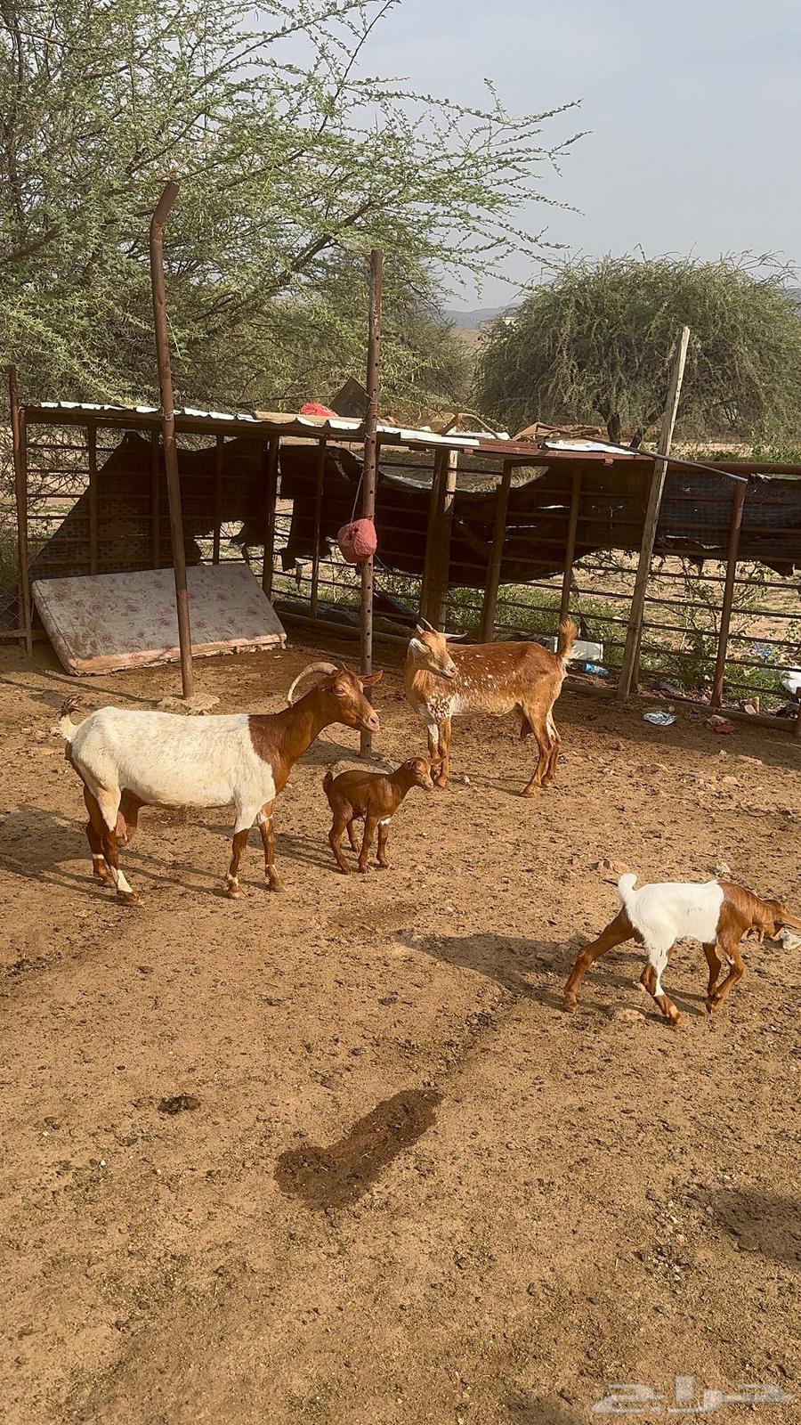 معزا متابيع64391838533634110