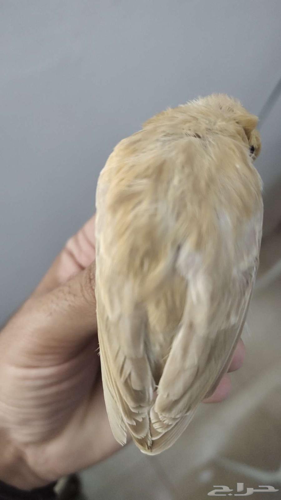 My Canary Chicks, Good Quality64392114534913114