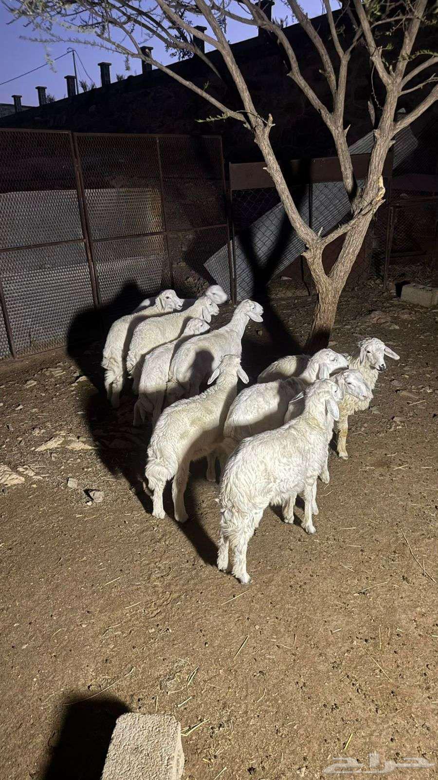 طليان للبيع64392292128898110