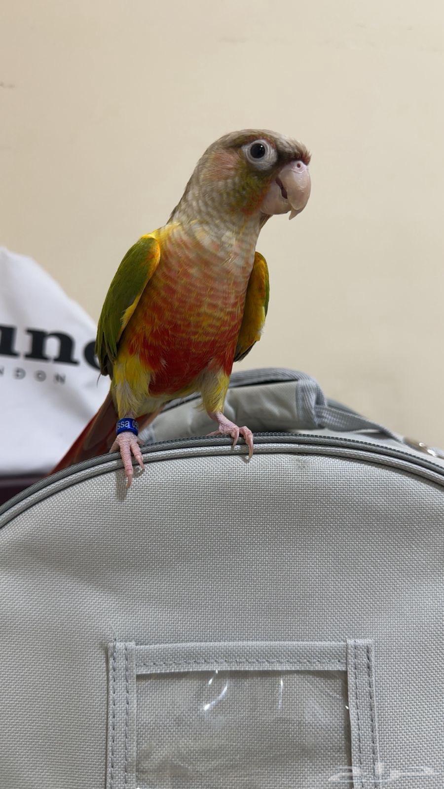 كنيور للبيع64393445010433110