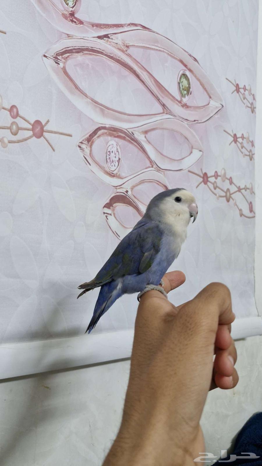 ببغاء روز اليف64393623980545111