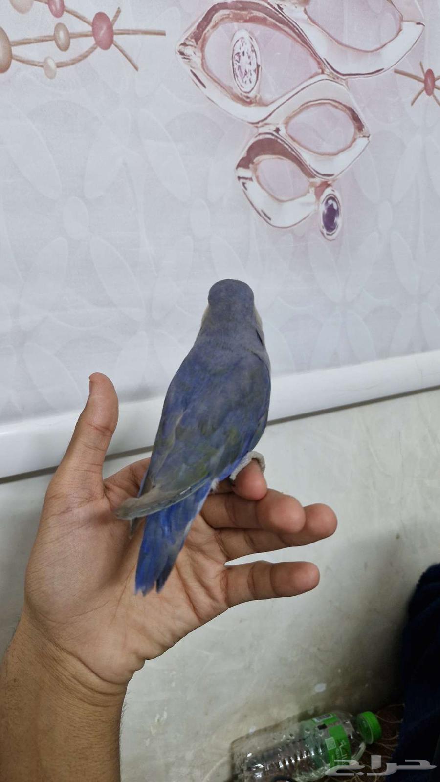 ببغاء روز اليف64393623980545113