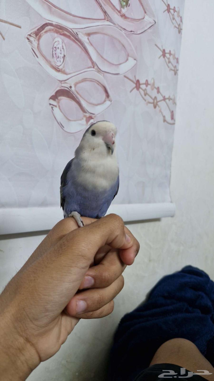 ببغاء روز اليف64393623980545110