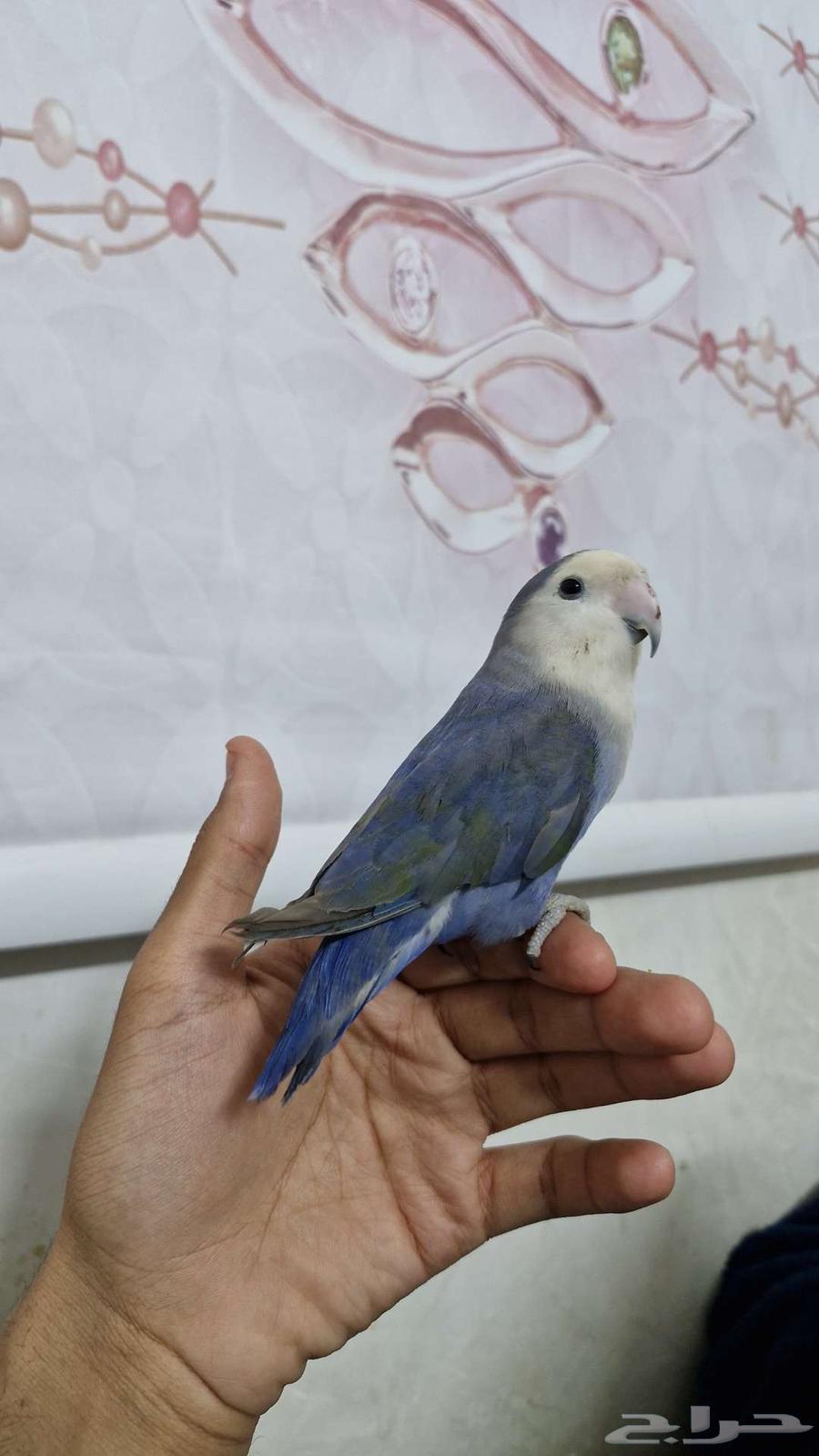 ببغاء روز اليف64393623980545114