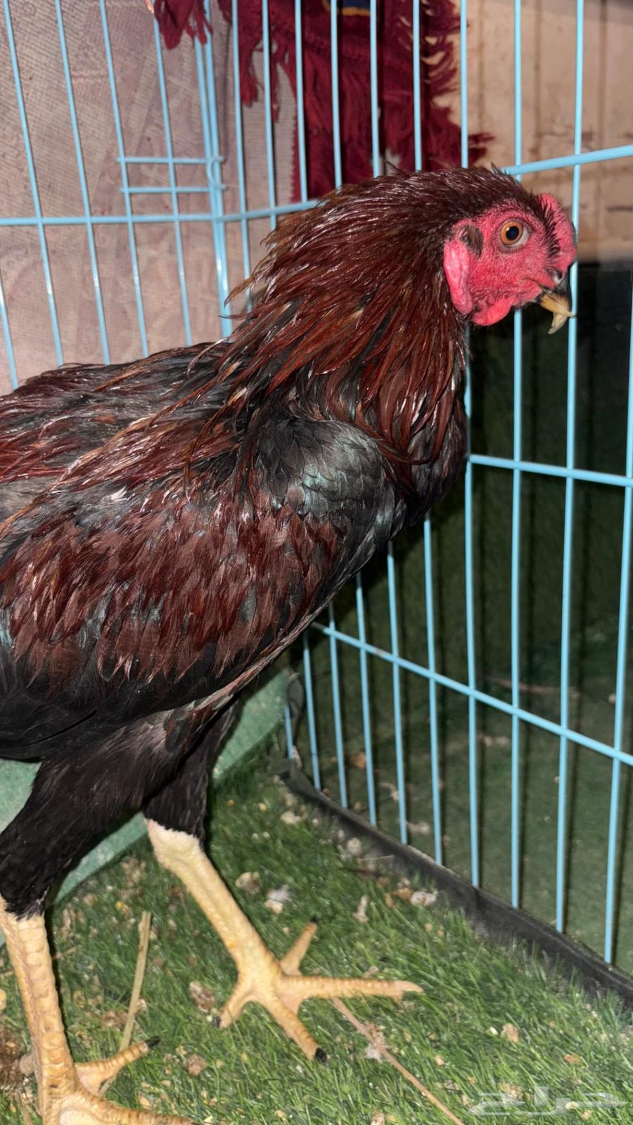 للبيع ديك باكستاني64393790482690114