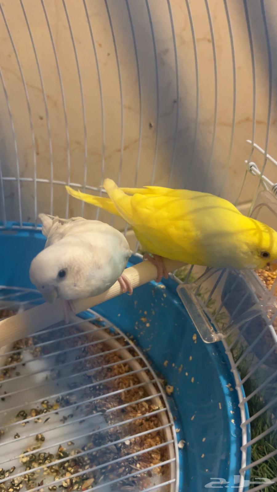 طيور الحب64379384966914110