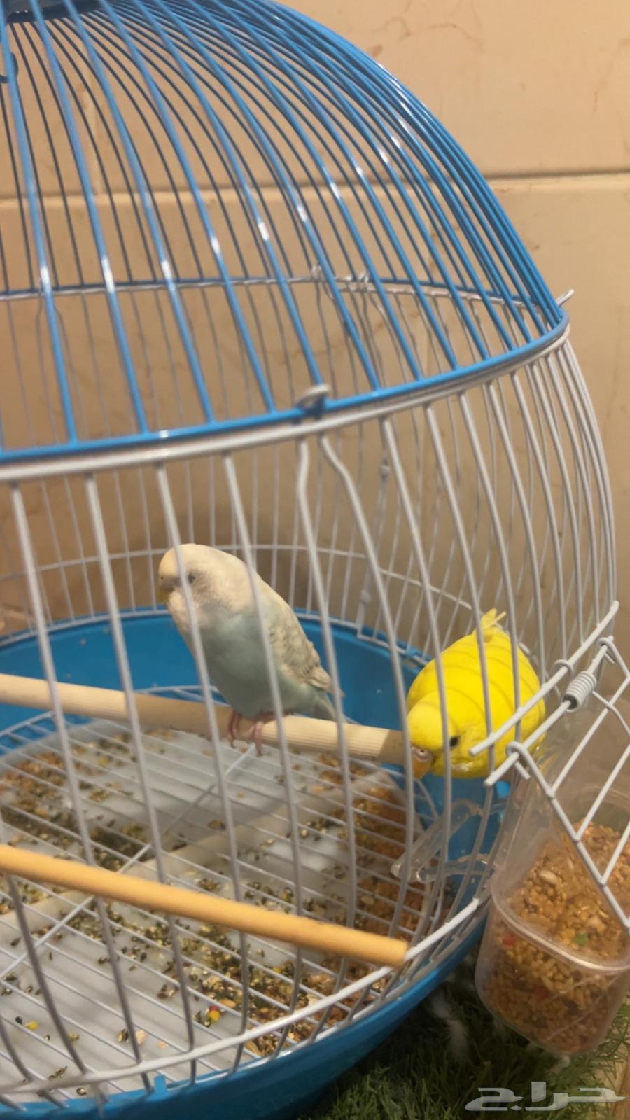 طيور الحب64379384966914112