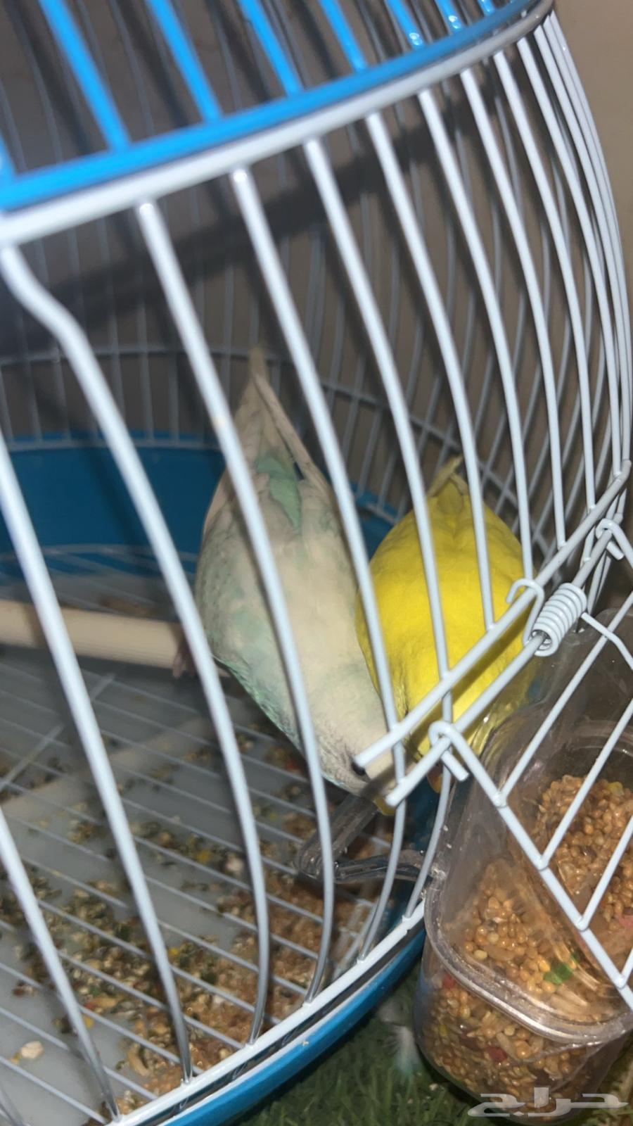 طيور الحب64379384966914111