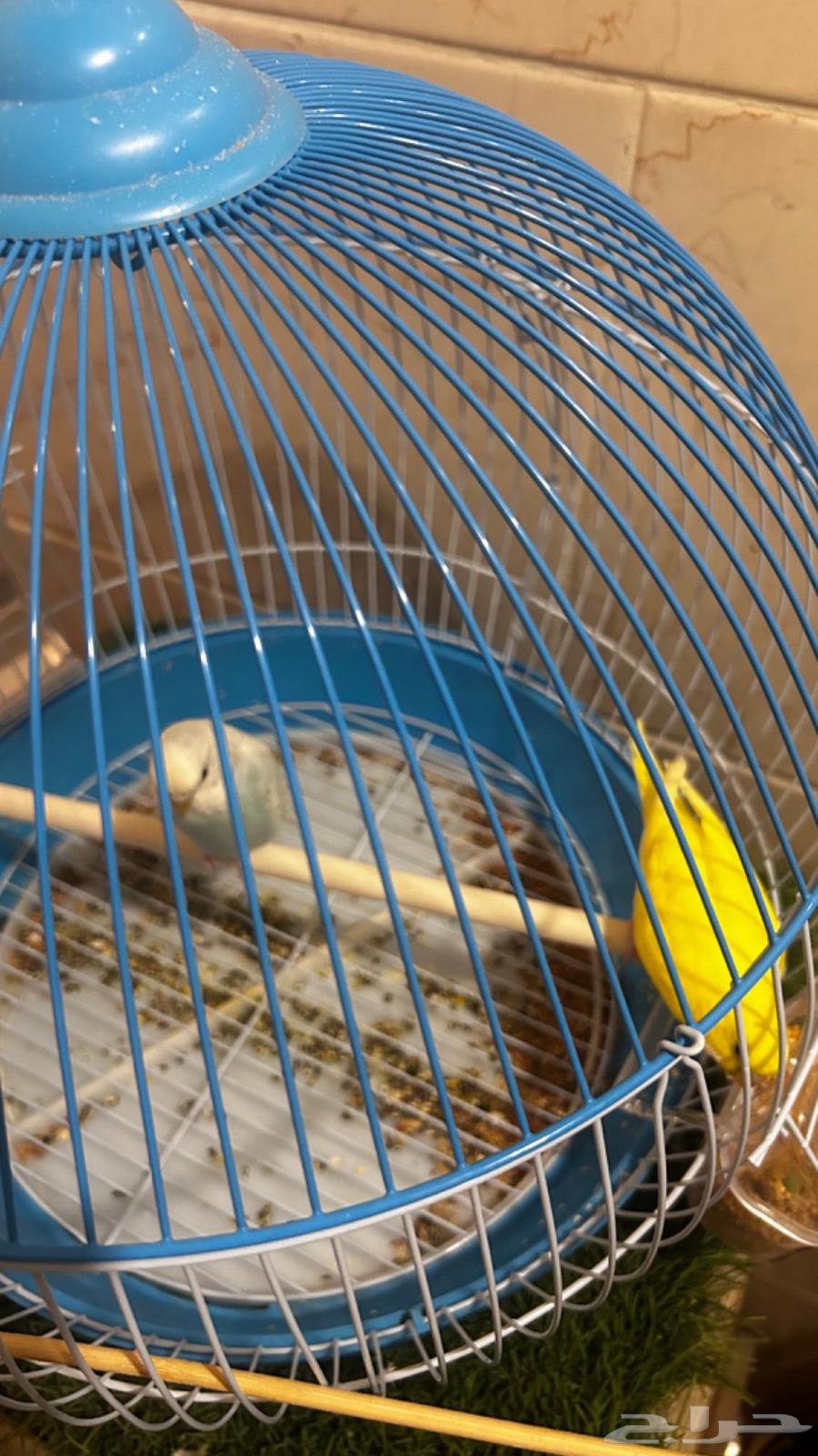 طيور الحب64379384966914113