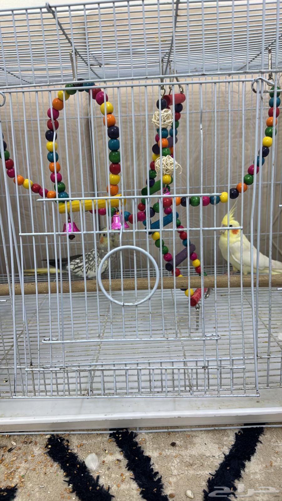 زوج كروان للبيع64379399263362113