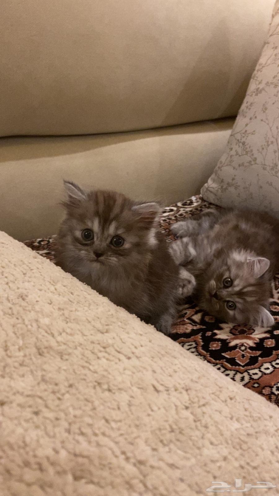 قطتين للبيع بجيزان - حي السويس64380929806209112