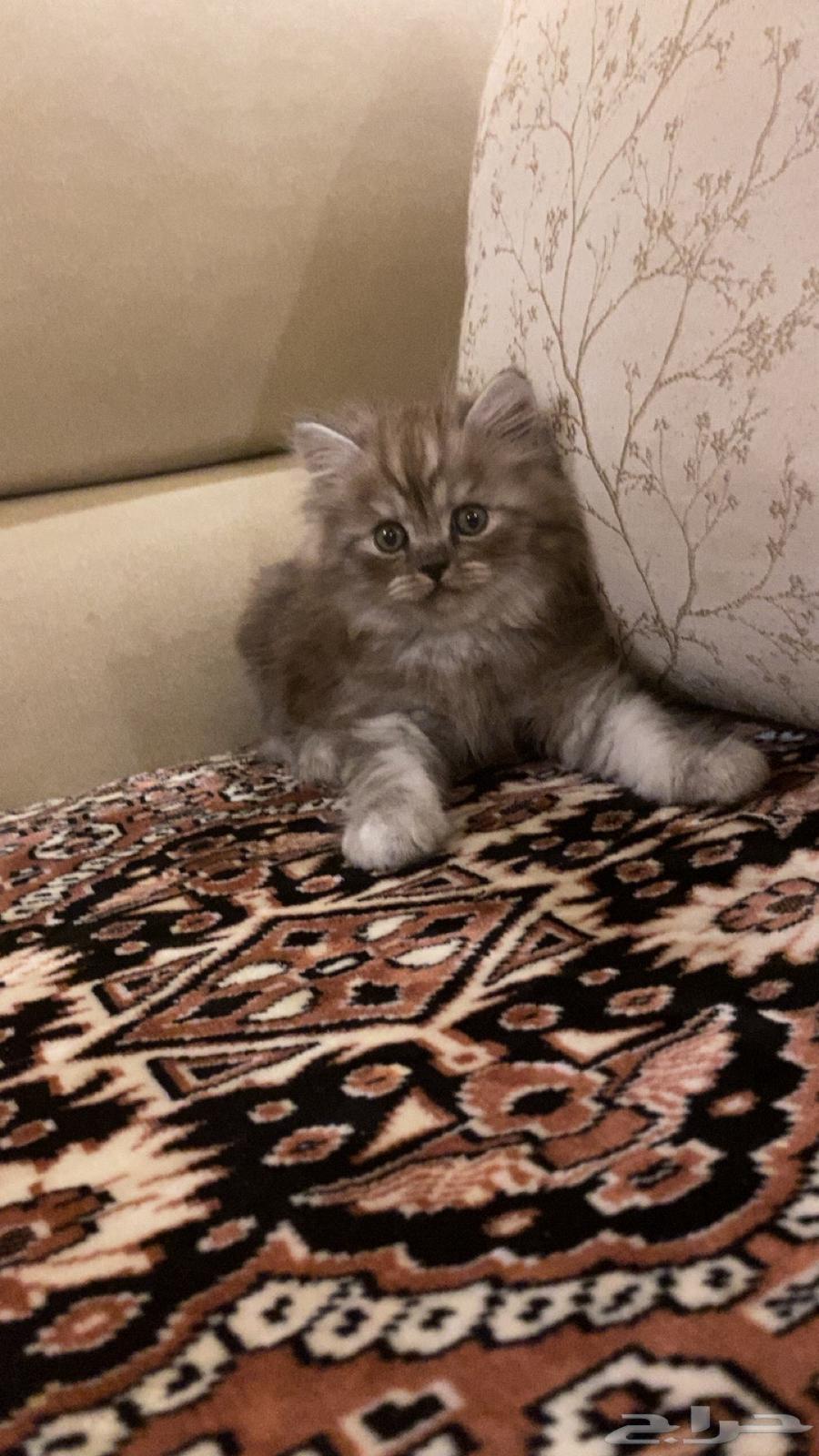 قطتين للبيع بجيزان - حي السويس64380929806209110