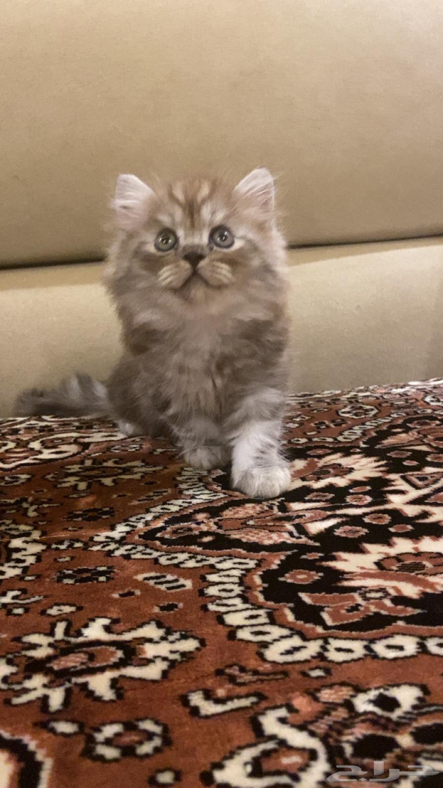 قطتين للبيع بجيزان - حي السويس64380929806209111