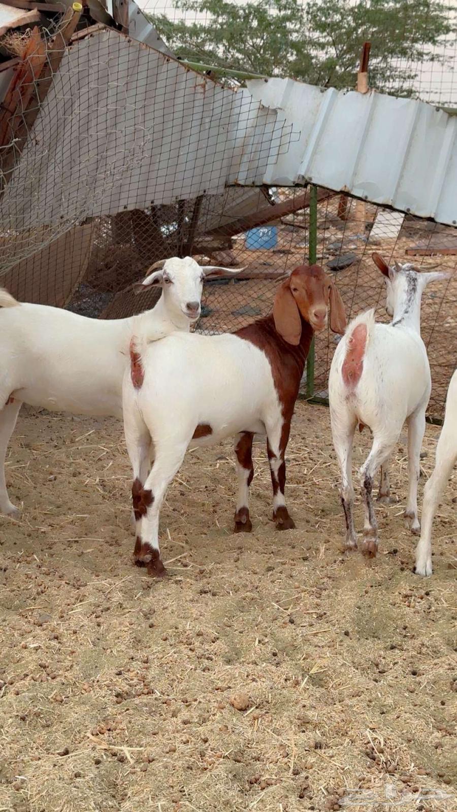 جفار جذعات بيشي وهجين بورقت64381041044738110