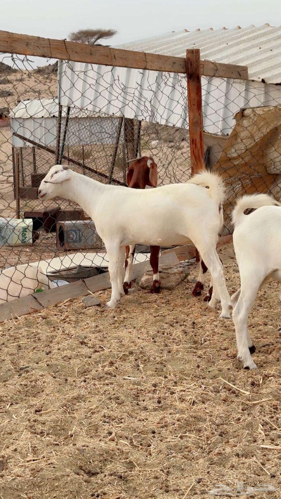 جفار جذعات بيشي وهجين بورقت64381041044738113