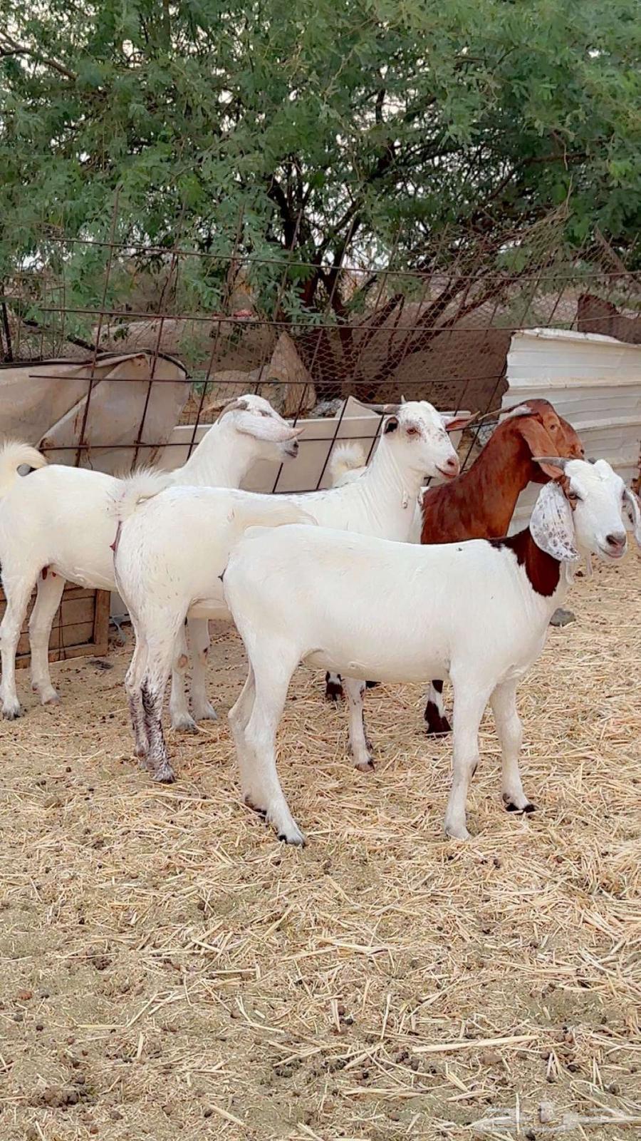 جفار جذعات بيشي وهجين بورقت64381041044738114