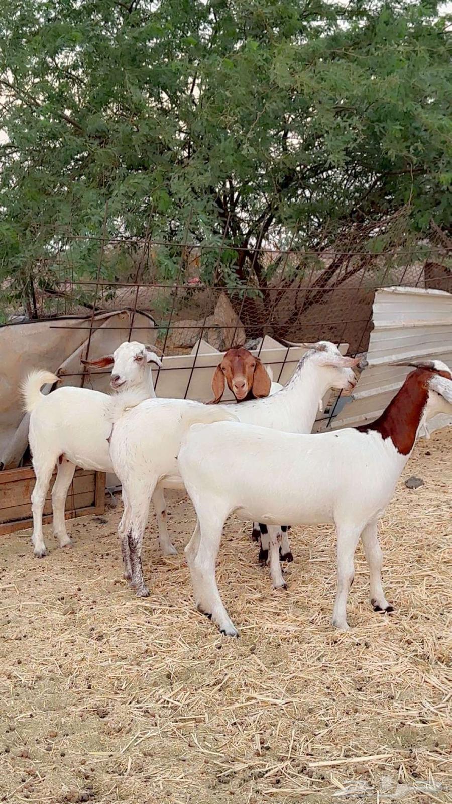 جفار جذعات بيشي وهجين بورقت64381041044738111