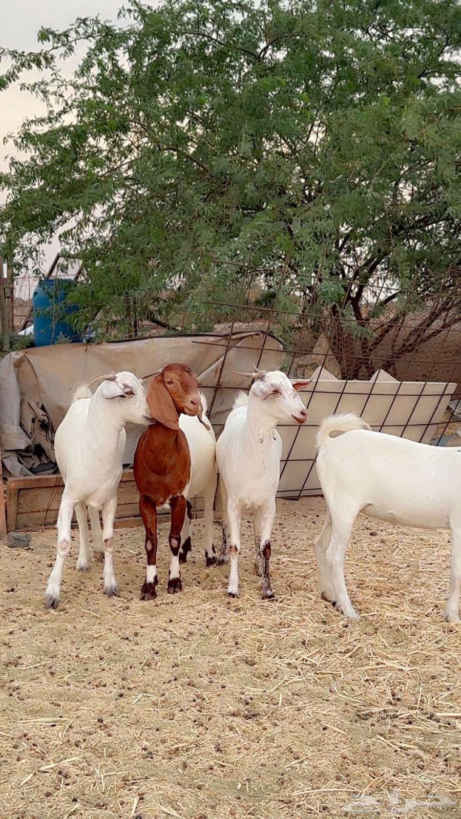 جفار جذعات بيشي وهجين بورقت64381041044738112