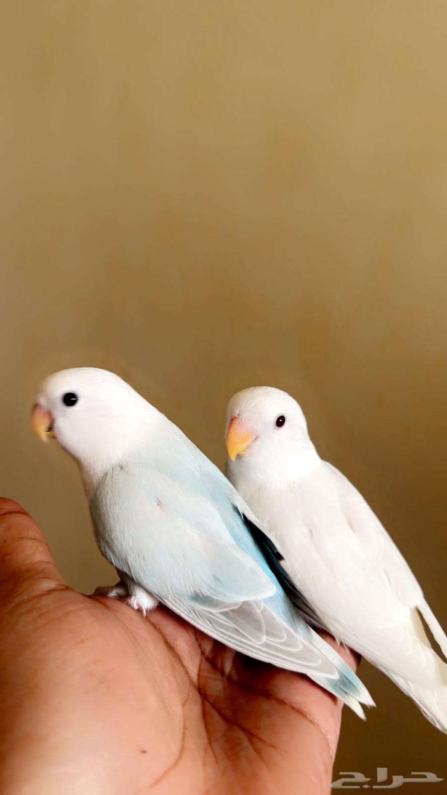 روز اليف العدد 2 الاحساء تم البيع64381068018689110