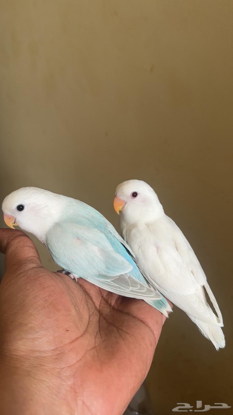 روز اليف العدد 2 الاحساء تم البيع64381068018689111