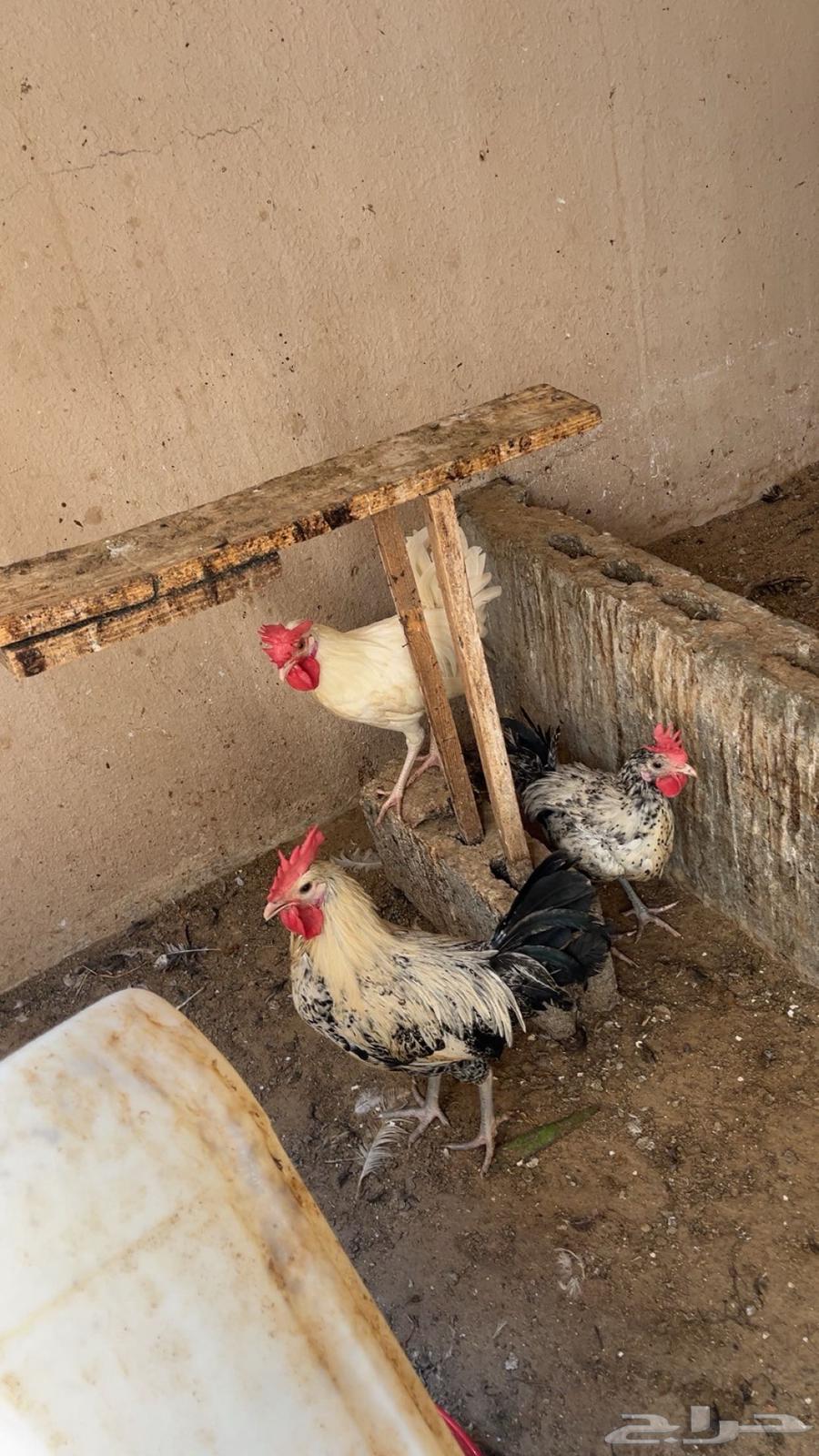 للبيع ديوك باقي 364381260004483110